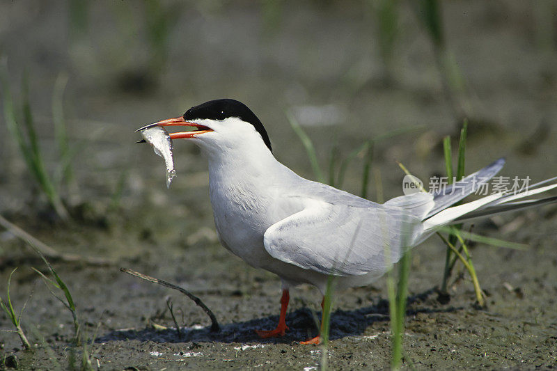 常见的燕鸥与鱼(Sterna hirundo)